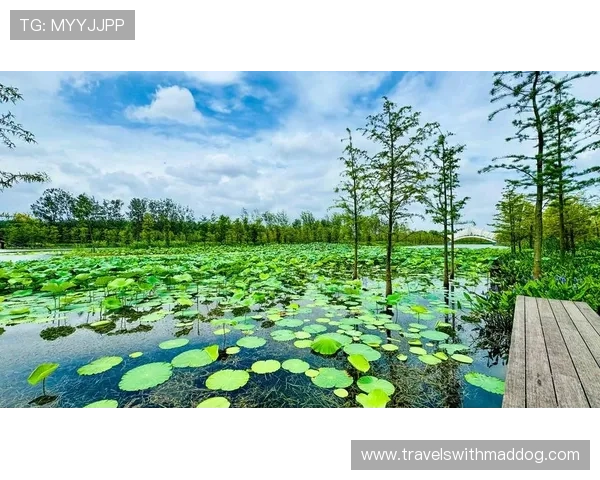 大阳城集团娱乐网推动绿色娱乐理念，倡导健康娱乐新风尚